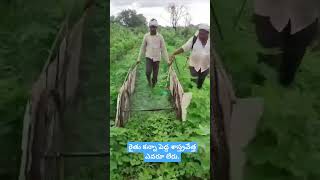 cotton crop herbicide spraying [upl. by Akinehc]