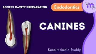 Access Cavity Preparation of Maxillary amp Mandibular Canines  Endodontics  Animated Explanation [upl. by Eirrek]