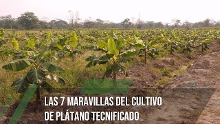 Las 7 maravillas del cultivo de plátano tecnificado  TvAgro por Juan Gonzalo Angel Restrepo [upl. by Hassi132]