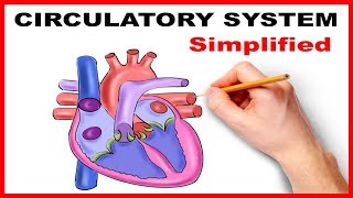 Circulatory System Physiology Heart Simplified [upl. by New926]