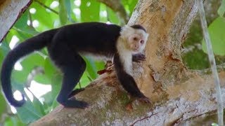 Capuchin Monkeys  Wild Caribbean  BBC Earth [upl. by Caren]