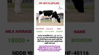 NDDB Atlas bull  HF 40116  dairy farming hf hfcow hfcowsale nddb milk success trending [upl. by Tarabar]