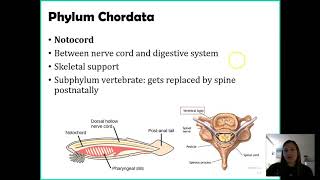 L13  Basics of Animal Kingdom CHORDATA  Dr Salman [upl. by Dnomad]