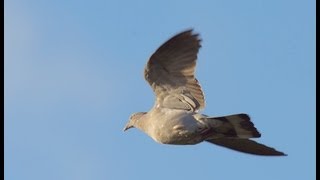 The Shooting Show  pigeon decoying in Essex [upl. by Martin402]