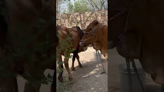 Camel 🐪 to mila nahi cow 🐄 mil gai fawazchotadon shortsvideo shorts [upl. by Celestine]