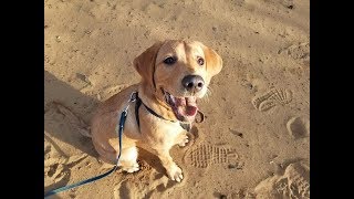 Daisy  5 Month Old Labrador Puppy  4 Weeks Residential Dog Training [upl. by Gannes]