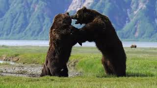 Photographer captures intense battle between 2 HUGE ferocious bears [upl. by Welcher]