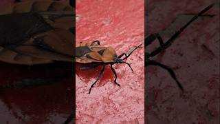 Dangerous Insects 😳 subscribe [upl. by Xer]