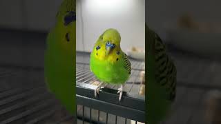 Little budgie noises 🥰💚💛 budgielife cutebirds budgiesounds [upl. by Otilesoj]