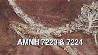 Fossils at Ghost Ranch New Mexico 2008 [upl. by Richmal]