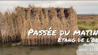 CHASSE AUX CANARDS  PASSEE DU MATIN  ETANG DE LOR  SAISON 20222023 [upl. by Attlee]