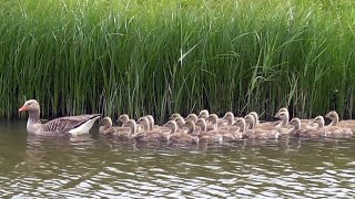 Greylag Goose Call Goslings and Bathing [upl. by Elisabet383]