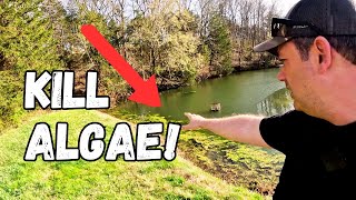 The VERY BEST Way To KILL Algae in A Pond [upl. by Milissa]