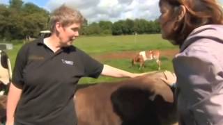 Shetland Cattle and RBST on Landward [upl. by Eulalee984]