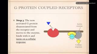 Cell SignalingG Protein Coupled Receptors [upl. by Merp]