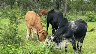 From Roaring to Romance Bull Behaviour During Breeding [upl. by Stalder258]