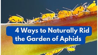 4 Ways to Naturally Rid the Garden of Aphids [upl. by Nitniuq]