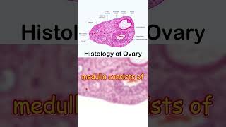 quotOvary Histology Key Features and Essential Conceptsquot [upl. by Rednaeel113]