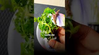 Unboxing amp Review✅BUNNYCART  aquarium plants☘️for your planted tank unboxingandreview aquarium [upl. by Abigael]