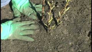 Planting Tree Peonies [upl. by Coulson782]