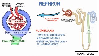 Microscopic structure of kidneyNephron [upl. by Old]