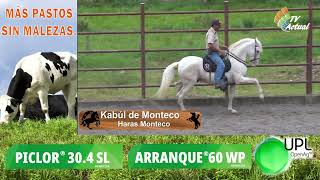 Haras Monteco [upl. by Sammy]