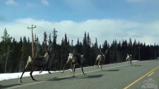 Reindeer running near North Pole Alaska [upl. by Connett208]