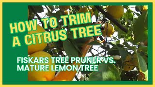 How to Prune a Citrus Tree Using a Fiskars Tree Pruner [upl. by Mackie]