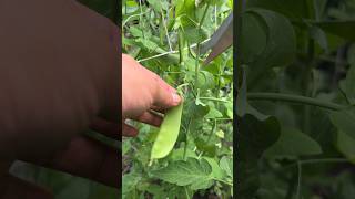 lets harvest fresh peas from the backyard shorts satisfying asmr [upl. by Leahpar]