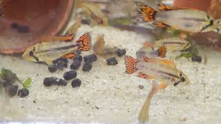 Apistogramma cacatuoides quotSuper Redquot [upl. by Sebastian]