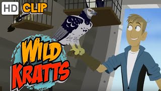 Wild Kratts  Cage Free [upl. by Ronal383]