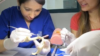 PDA  Introduction to Dentistry and Lab  certificate course [upl. by Apicella]