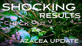 Azalea update plant care pruning tips planting azaleas azalea azaleaplantcareandtips azaleacare [upl. by Theona]