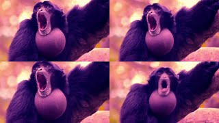 Yelling Monkey Over 1 Million Times [upl. by Oiraved]