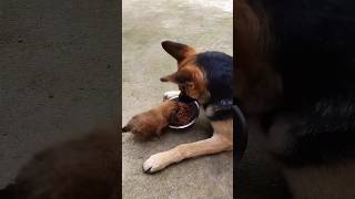 Cheeky puppy animalshorts doglover shortsvideo dogs puppy puppyshorts puppyvideos [upl. by Cosetta989]