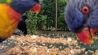 New guests Lorikeet becomes upset begins hissing when realized camera is recording him [upl. by Ellehcim]