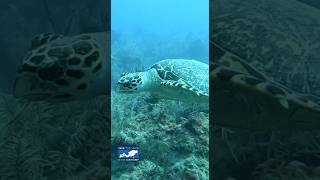 DUSTING OFF A SEA TURTLE shorts scubadiving seaturtles ocean oceanlife fish sealife [upl. by Akialam]