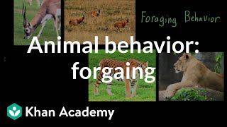 Animal behavior foraging  Individuals and Society  MCAT  Khan Academy [upl. by Aivart]