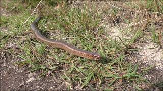 Vroege Vogels  Hazelworm glijdt door het gras [upl. by Ivetts]