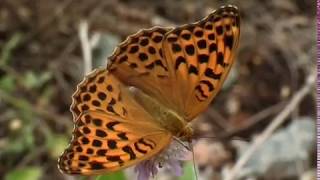 The Silverwashed Fritillary Argynnis paphia L [upl. by Petronille]