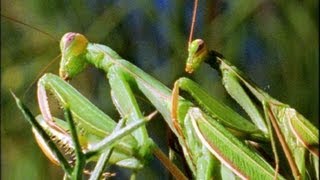 Mantis Mating  Wildlife On One Enter The Mantis  BBC Earth [upl. by Eelrebmyk]