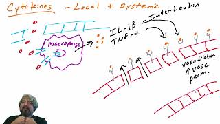 Cytokines and their local effects [upl. by Aierdna]