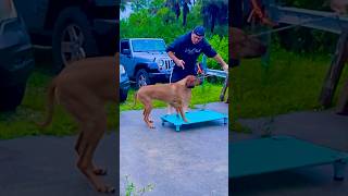 Using leash pressure for nonverbal commands dogtraining rhodesianridgeback canineenrichment [upl. by Eive]