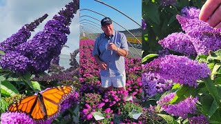 3 Exciting Butterfly Bushes  Our BEST Buddleia Pugster® Varieties  Breakthroughs In Breeding 👏✔️👍🦋 [upl. by Htrow]