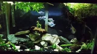 High Nitrates in my Planted 29 Gallon Aquarium [upl. by Danby189]