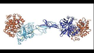 Structure of the HaptoglobinHemoglobin complex [upl. by Fineman]