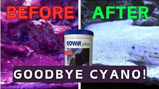 1000G Reef Tank Update Cyano Everywhere amp It’s Leaking [upl. by Notxarb358]