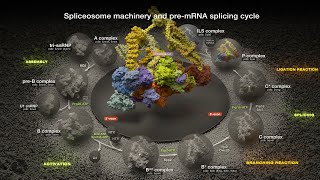 Molecular Mechanisms of Splicing Spliceosome Machinery and PreMessenger RNA Splicing Cycle [upl. by Naillik350]