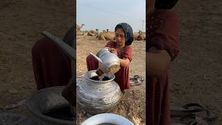 morning routine in desert camels video camels milk traditional india [upl. by Harvie]