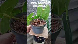 anthurium papill tanamanhias anthuriumindonesia anthuriumlovers [upl. by Riccio]